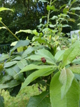 FZ008308 Red dragonfly.jpg